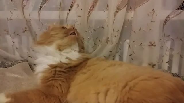 Реакция кошки на попугая. смотреть онлайн