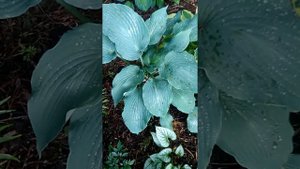 Хоста Кросса Регал