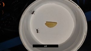 Serviformica rufibarbis worker vs Messor structor major, what will happen?