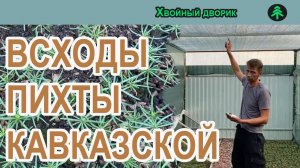 Пихта из семян,всходы Пихты кавказской Нордмана результат. Питомник "Хвойный дворик"