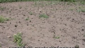 Опыт применения гербицидов на садовом участке