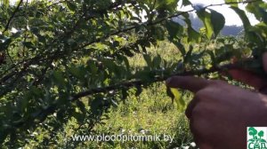 ? Алыча сорт Комета кубанская ?