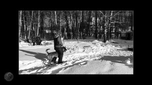 Охрана, группа нападающих, работа собаки в фигуранта как в защите , так и без нее.#k9 #knpv #psa