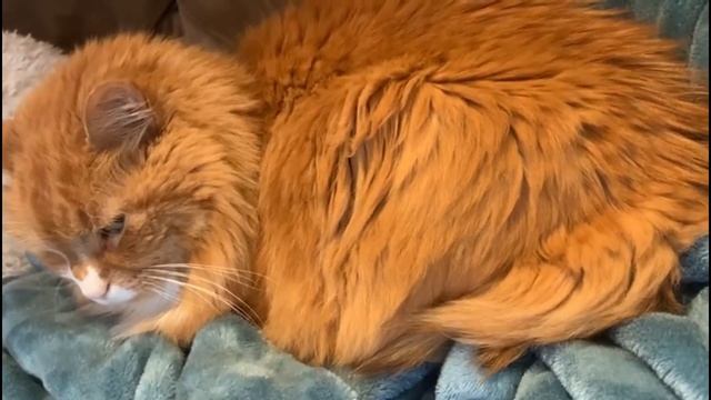 ? Персиковый Релакс ?( с сюрпризом)…. от Розанна Адам смотреть онлайн