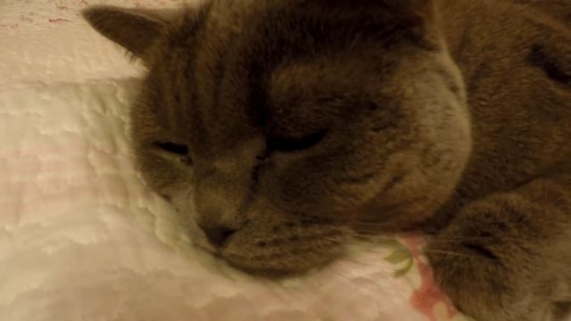 Ключница из Фикс Прайс || Курица с рисом || Покупки из Modis смотреть онлайн