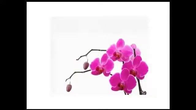 Линия ВИВАДЕРМ по уходу,защите и питанию кожи тела. смотреть онлайн