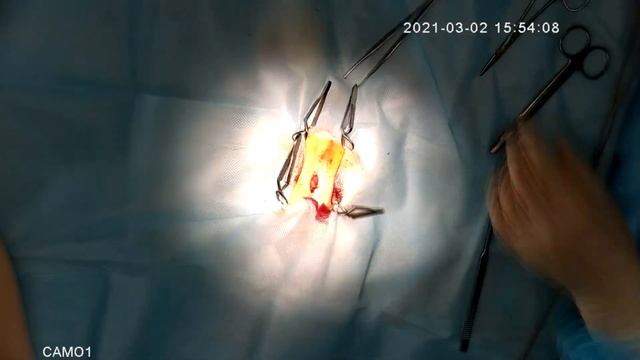 Овариогистерэктомия хорька (Female ferret spay/neutering) смотреть онлайн