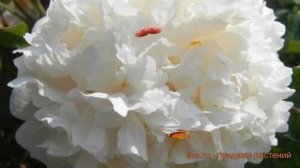 Пион древовидный Белый Кристалл ? обзор: как сажать, саженцы пиона Белый Кристалл