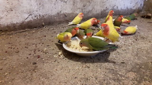 неразлучники и каша.... масковые и розовощекие смотреть онлайн