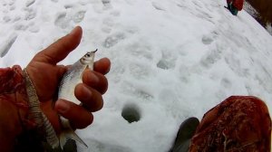 Густерка донского затона на гвоздешарик.