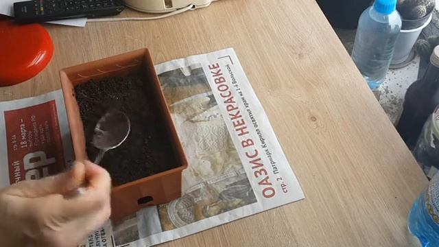 Сельдерей, правильный посев, семена всходят очень быстро. смотреть онлайн