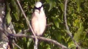 Пение птиц у реки Ик(Башкирия, Татарстан).