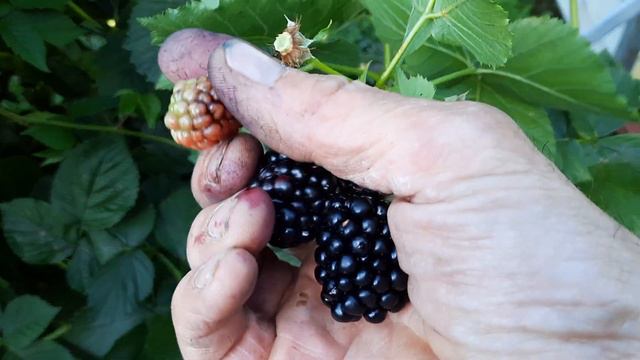 Ожина Натчез.Чесний відгук. смотреть онлайн