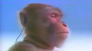 Видео с большим смыслом как обезьяна стоит и слушает музыку #обезьяна #мем #Тоета #пукнул