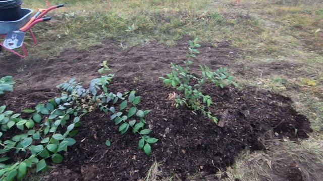 Правильная и неправильная посадка голубики смотреть онлайн