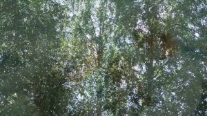 Александр Никулин Посидим у камина(гармонь).mp4