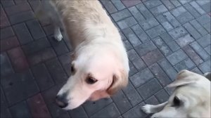 Кто своровал ???