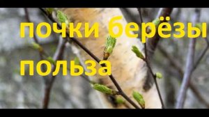 почки берёзы польза