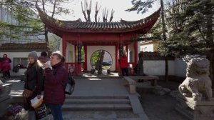 Цветущая Сакура в городе Санкт-Петербург? Сад Дружбы Литейный проспект