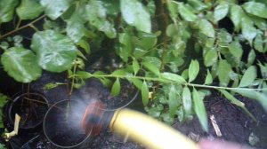 Полив растений ручным дождеванием (фрагмент)