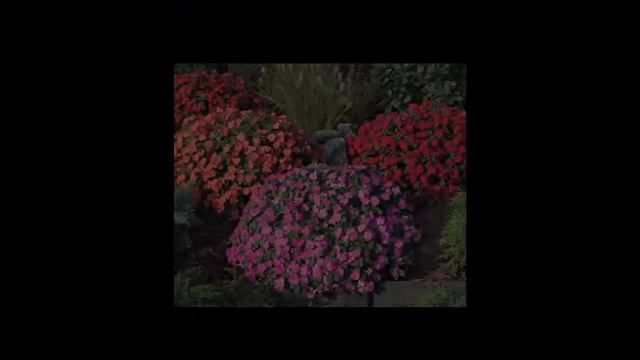 Syngenta Flowers EAME Novelties 2012 смотреть онлайн