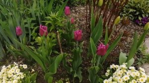 Цветение тюльпанов в моем саду