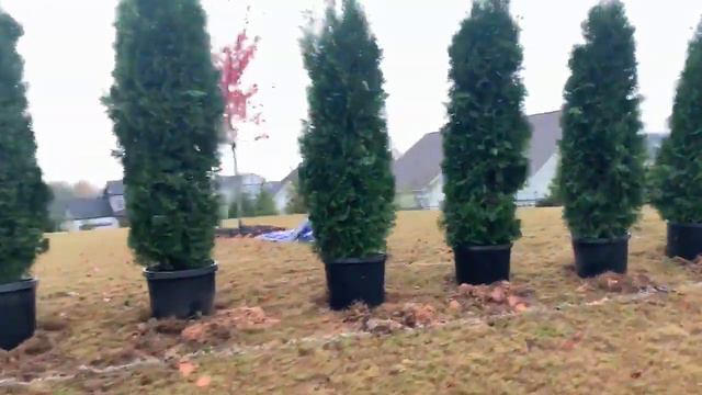 Privacy Landscaping - Outdoor Living Tip of the Day смотреть онлайн