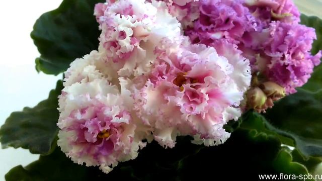 Фиалка ЛЕ-Мария Мирабелла -спорт. Красотка!!! смотреть онлайн