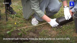 Знаменитый Тополь Победы высадили на Сапун-горе