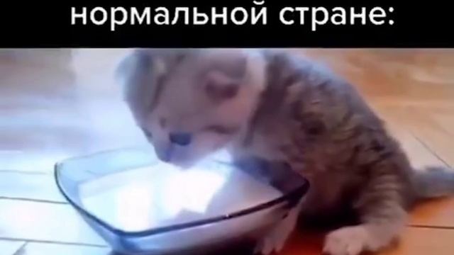 Котики?