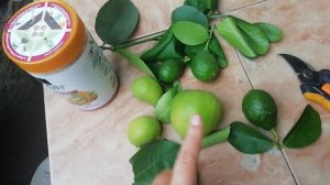 Пересадила лимон с кучей плодов