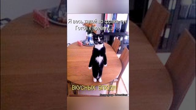 юмор позитив приколы