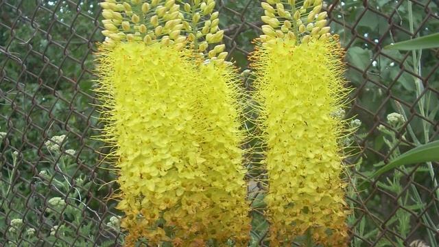 Пять редких и экзотических многолетних растений для любого сада