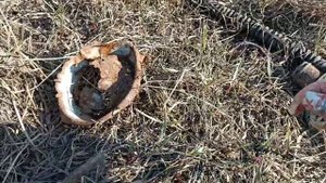 Коп металла по выбитым местам! Поиск железа с металлоискателем!