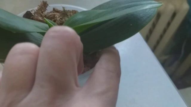 Орхидейка Красный Павлин бабочка.???????? смотреть онлайн