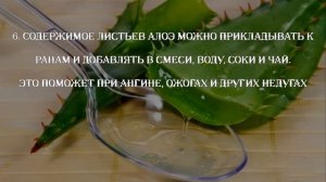 10 фактов об АЛОЭ, которые ВАС могут удивить