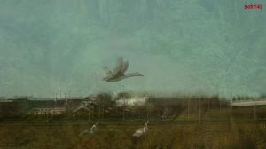 Афанасий Фет - Стихотворения (HD)