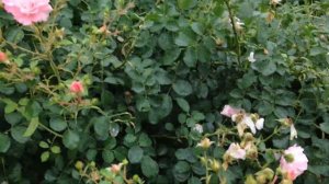 ピンクのバラ　ゾンマービント　Roses "Sommerwind" (Healing video)