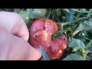 поспели КУБАНСКИЕ ПОМИДОРЫ