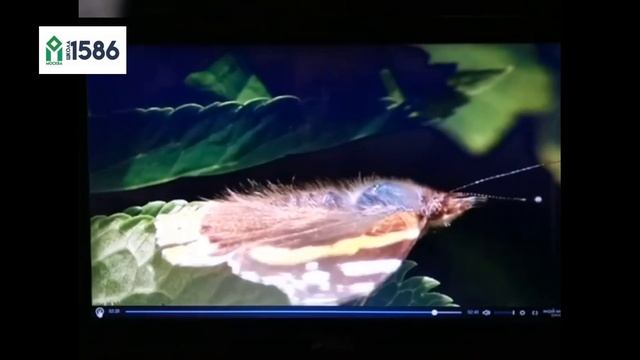 "Бабочки" 4+ с Калининой Ириной Викторовной, Школа №1586 смотреть онлайн