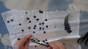 Как высушить цветы при помощи утюга?