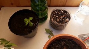 Рассада Бальзаминов вытянулась!Что делать?