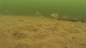 Подводная съемка на Озернинском водохранилище 08.02.16 на AEE S71