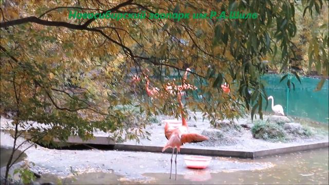 Фламинго последние денёчки на улице 26.09.2022 смотреть онлайн