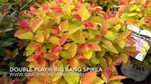 Double Play® Big Bang SPIREA