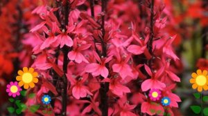 Лобелия прекрасная (Starship Deep Rose). Краткий обзор, описание характеристик, где купить саженцы