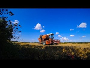 Уборочная 2019. Вожу зерно один на двух машинах.