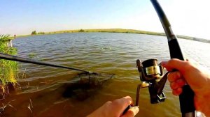 Ловля толстолоба летом на технопланктон.Рыбалка.Fishing