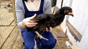 Как подрезать крылья у кур Доминантов