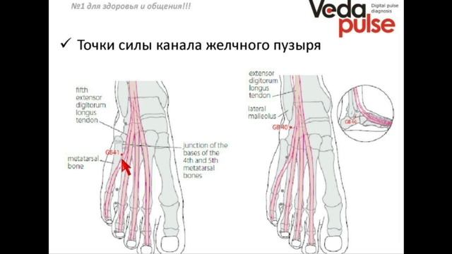 Канал Желчного пузыря, диагностика и методы воздействия